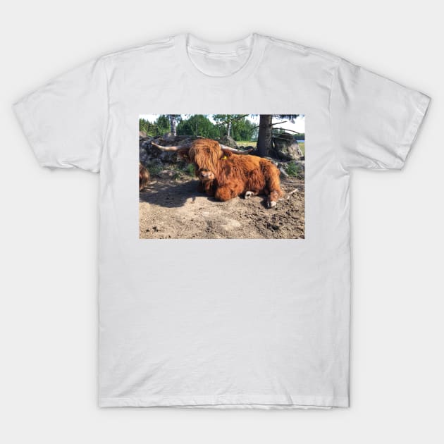 Scottish Highland Cattle Bull 2433 T-Shirt by SaarelaHighland